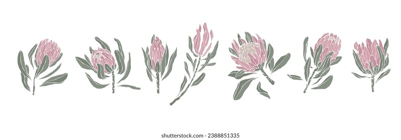 Set of protea flowers and buds. Vector graphics.
