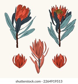 Set of Protea Flowers and Leaves with hand drawn sketch. Protea flower Australia, illustration vector design. Perfect for tropical pattern design, fabric, textile, fashion and wallpaper design