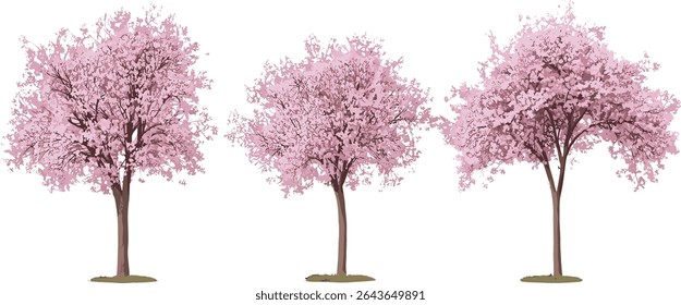 Set of Prunus pumila besseyi trees, Rocky Mountains cherry, frontal street trees, isolated vector illustration, spring flora, tree silhouette, landscape element, transparent background.