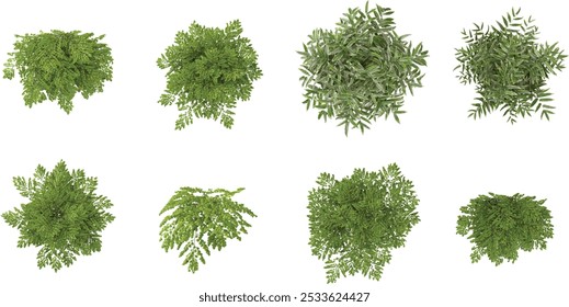 Set of pteridophytes adiantum,Coniogramme plants isolated on white background from the top view