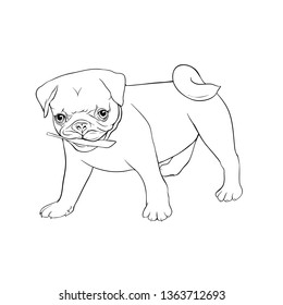 Set of pug dogs. Outline hand drawing vector illustration. Isolated on white background.