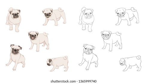 Set of pug dogs vector illustration.  Colored and outline design. Vector illustration.. Isolated on white background.