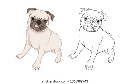 Set of pug dogs vector illustration.  Colored and outline design. Vector illustration.. Isolated on white background.
