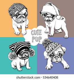 Set of a Pugs puppies in a knitted hat. Vector illustration.