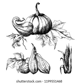 Set of Pumpkin big and small with leaves and corn, different varieties, hand drawn sketch, vector. All objects are isolated. Harvest festival, autumn illustration.