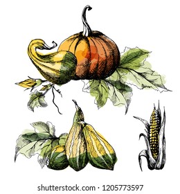 Set of Pumpkin big and small with leaves and corn, different varieties, hand drawn sketch, vector. All objects are isolated. Harvest festival, autumn illustration. Watercolor blob imitation.