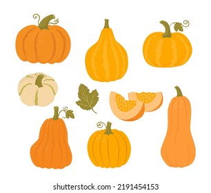 Set of pumpkin of different shapes and colors. Autumn vegetables vector illustrations. Healthy food. Thanksgiving design. Farmers market