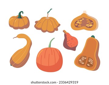 Set Of Pumpkin Different Shapes And Types. Orange Fruit With Thick Skin And Edible Flesh And Seeds, Cartoon Illustration