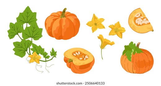 Set with pumpkin flower, a whole pumpkin and half a pumpkin. Flat vector pumpkin set.	