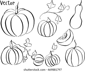 Set the pumpkin. Hand drawing ink. Vegetable garden, autumn. Vector.