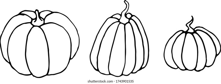 Set of Pumpkin icon in sketch style isolated on white background. Outline doodle. Symbol autumn, crop, fruitful year. Hand drawn vector EPS10 illustration