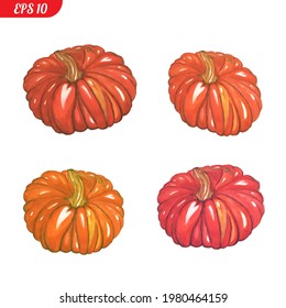 Set of pumpkin isolated on a white background, vector graphics. The scope of application is cafes, healthy food restaurants, menus, pumpkin pies, Halloween symbols, festive pumpkin.