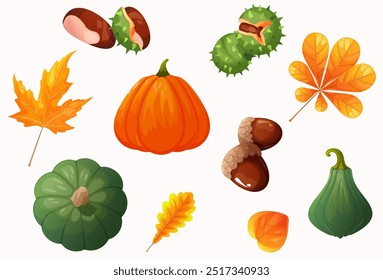 Set of pumpkin, leaves, nuts. Forest set vector illustration. Walnut vector illustration. Pumpkin design