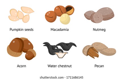 Set of pumpkin seeds, macadamia, nutmeg, acorn, water chestnut, pecan. Vector illustration in flat cartoon style