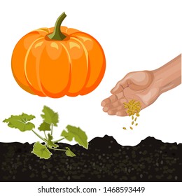 Set of pumpkin. Sowing seeds, young seedling, ripe fruit. Vector illustration isolated on white background
