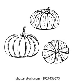 Set of pumpkin, vector illustration, hand drawing, sketch