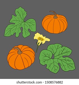 Set pumpkin vector illustration isolated on grаy background