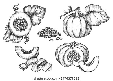 Set of pumpkin vegetable sketch. Sliced edible berry with seed. Organic and natural fruit for vegetarian cuisine. Farm harvest for cooking. Autumn pepo. Healthy plant for food market. Agriculture