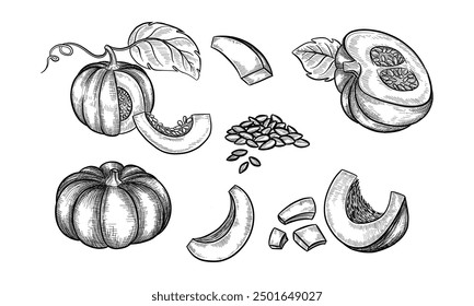 Set of pumpkin vegetable sketch. Sliced edible berry with seed. Organic and natural fruit for vegetarian cuisine. Farm harvest for cooking. Autumn pepo. Healthy plant for food market. Agriculture