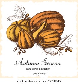 Set of pumpkins and acorns on the branch. Vector vintage illustration. Autumn season. Sketch freehand drawing in a graphic style.