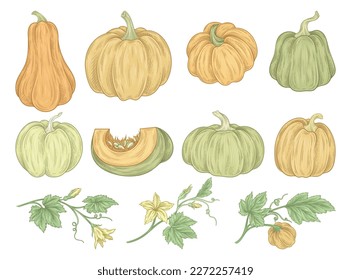 Conjunto de calabazas. Hojas otoñales, verduras enteras y cortadas. Agricultura y cosecha en temporada de otoño. Día de Acción de Gracias. Plantas botánicas. Ilustraciones de caricaturas de vectores planos aisladas en fondo blanco