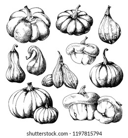 Set of Pumpkins, big and small different varieties, hand drawn sketch, vector. All objects are isolated. 
Harvest festival, autumn illustration.