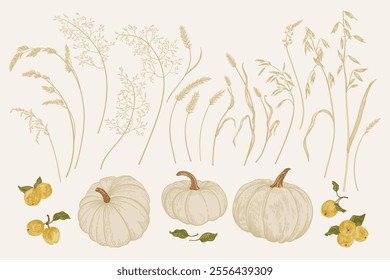 Set with pumpkins, cereals, and apples. Vector botanical elements. Vintage. Colorful