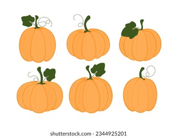 Set of pumpkins. Collection of autumn squash, pumpkins. Thanksgiving and Halloween design elements. 