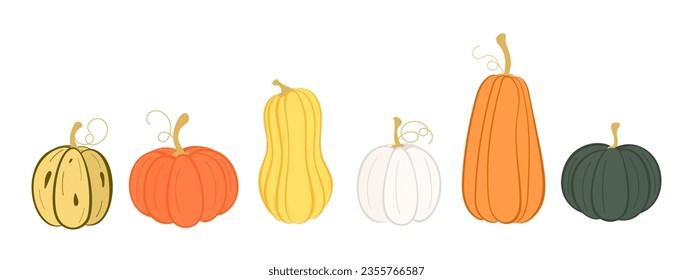 Set of pumpkins. Collection of autumn squash, pumpkins. Thanksgiving and halloween design elements. Vector illustration on white background. 