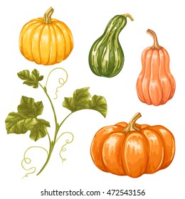 Set of pumpkins. Collection decorative vegetables and leaves.