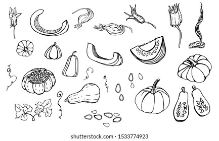 set with pumpkins in different angles, pumpkin seeds, pumpkin flowers, leaves. hand-drawn ink drawing. Botanical autumn flower, autumn vegetable, halloween. Picture for textile, decor and design of th