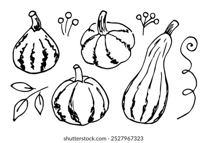Conjunto de calabazas de diferentes Formas, cosecha de otoño, vegetal. Comida, naturaleza. Dibujo de Vector con contorno negro.