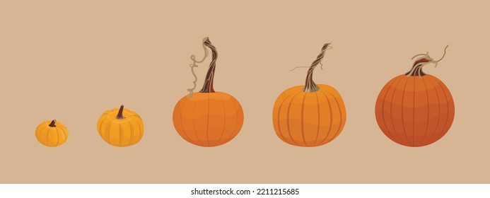 A set of pumpkins of different sizes and shapes. Autumn healthy vegetables. Autumn mood and atmosphere. Traditional element of Halloween and Thanksgiving. Vector illustration isolated on background