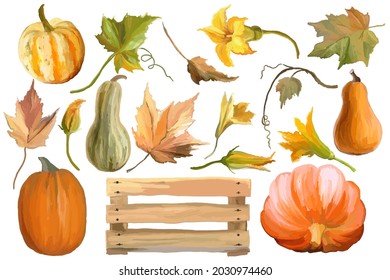 Set of pumpkins with flowers and leaves on a white background. Vector illustration