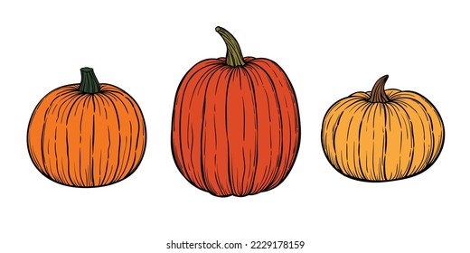 Set of pumpkins hand drawn sketch vector illustration for Halloween and Thansgiving.