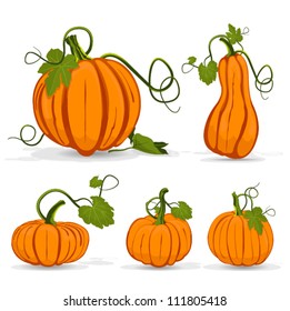 Set of pumpkins isolated on white, vector illustration