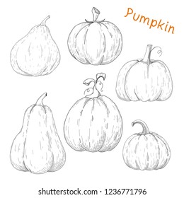 Set of pumpkins isolated on white background. Vector