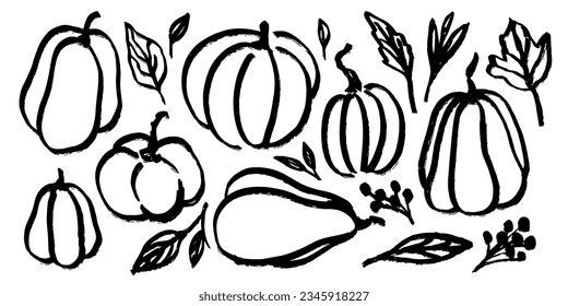 Set of pumpkins and leaves. Autumn vegetable drawing with grunge brush. Black and white botanical elements. Vector illustration of plants.