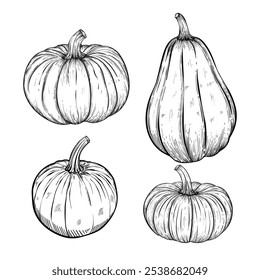 Set of pumpkins on a white background. Hand drawn in vintage style. Vector illustration. Autumn. Halloween. Suitable for packaging design.