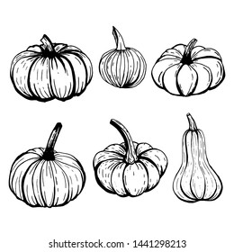 Set of pumpkins outline sketches in black ink on white background.