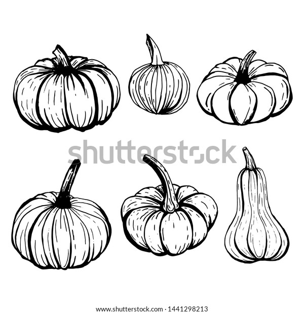 Set Pumpkins Outline Sketches Black Ink Stock Vector (Royalty Free ...