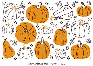 Set of pumpkins. Pumpkin of different shapes and colors.
Thanksgiving design. Autumn pumpkin