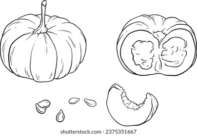 set of pumpkins, pumpkin seeds, pumpkin sliced. illustration, line vector set 