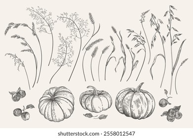 Set with pumpkins, spikelets, and apples. Vector botanical elements. Vintage. Engraving style. Black and white
