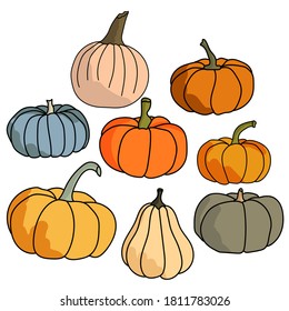 Set of pumpkins of various shapes and colors, vegetable harvest for the autumn holidays, vector illustration for design and creativity