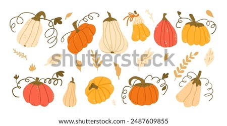 Set of pumpkins in various shapes and colors. Textured autumn ripe harvest vegetables. Vector hand drawn flat collection illustration isolated on white background.
