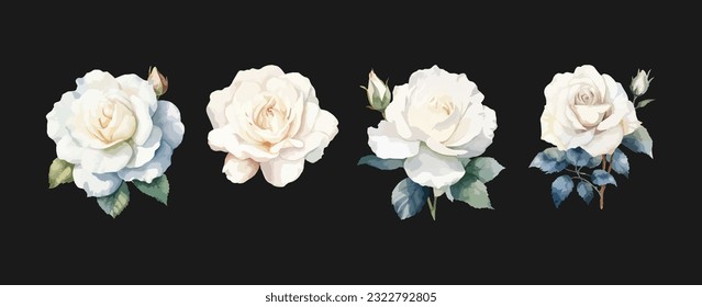 Flores de rosa blanca pura acuarela aisladas en un fondo blanco. Ilustración del vector