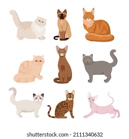 A set of purebred cats on a white background. Cartoon design.
