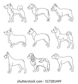 Set of purebred dogs in linear style