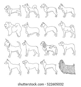 Set of purebred dogs in linear style. Boxer bulldog and cute chihuahua, vector illustration